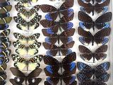many different types of butterflies displayed in a display case