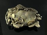 a crab that is sitting on a black surface
