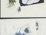 four different pictures of insects on a piece of paper