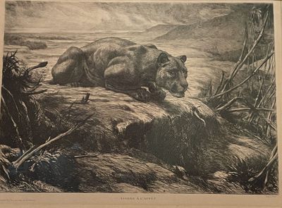 a drawing of a bear laying on a rock