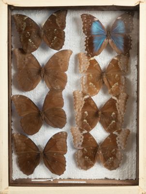 a lot of butterflies that are in a shadow box