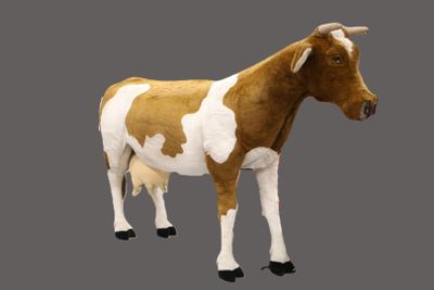 une vache brune et blanche debout sur une surface grise