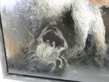 a picture of a painting of a dog and a crab