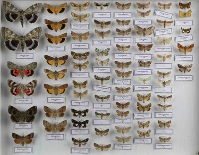 de nombreuses espèces différentes de papillons de nuit exposées dans une vitrine