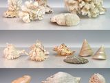 de nombreux types de coquillages exposés sur une table