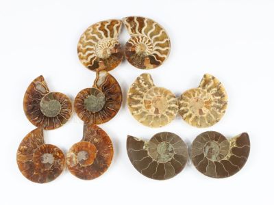 trois ammonites et trois autres spécimens fossiles sur un fond blanc