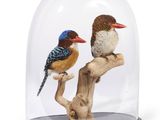 deux oiseaux perchés sur une branche sous une coupole en verre