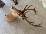 a deer head that is sitting on a tile floor