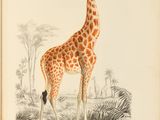 a drawing of a giraffe standing in a field