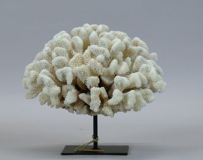 a white coral on a black stand on a white background