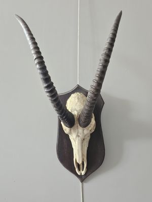 an antelope head mounted on a wall with long horns