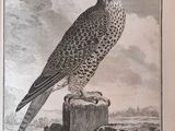 a picture of a bird that is sitting on top of a rock