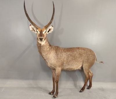 un cerf qui se tient devant un mur gris