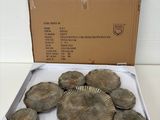 a box of shells sitting on a table next to a cardboard box