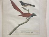 two birds perched on a branch of a tree