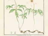 a drawing of a plant with pink flowers and green leaves