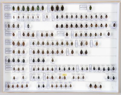 beaucoup d'insectes accrochés au mur