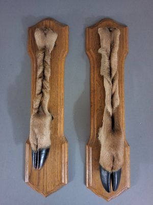 une paire de pattes empaillées exposées dans une vitrine en bois