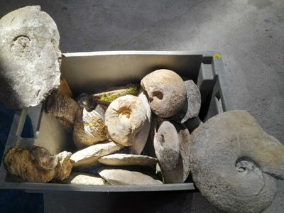a box full of mushrooms that are sitting on the ground