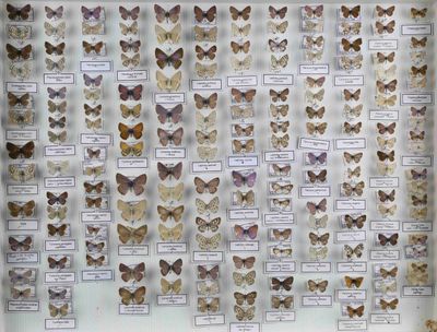de nombreux papillons exposés dans une vitrine