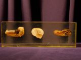 three pieces of bread in a clear box on a purple cloth