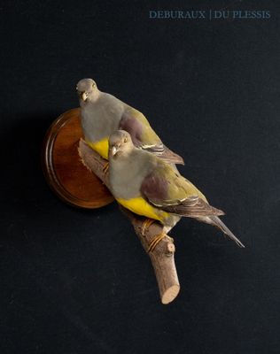 two birds that are sitting on top of a piece of wood