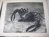 a black and white drawing of a crab on a table