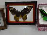 trois espèces différentes de papillons dans une vitrine