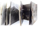 a picture of a book that has a picture of a horse inside of it