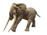 un éléphant debout, les défenses levées