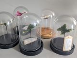 four glass cloches with flowers in them on a table