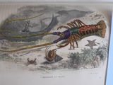 une image représentant un homard sur une page d'un livre