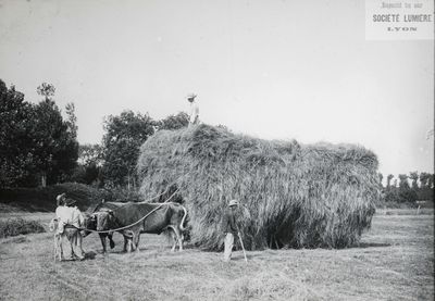 photographie en noir et blanc d'un homme debout sur une botte de foin tirée par deux bœufs