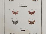 an antique print of butterflies and moths in various stages of life