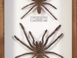 deux spécimens d'araignées dans un cadre en bois posé sur une surface blanche