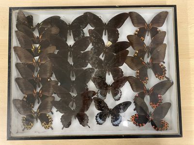 a lot of butterflies that are in a glass case