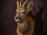 deer head mounted on a wall in a dark room