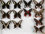 de nombreux papillons exposés dans une vitrine