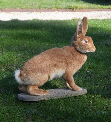 a rabbit that is standing on a block in the grass