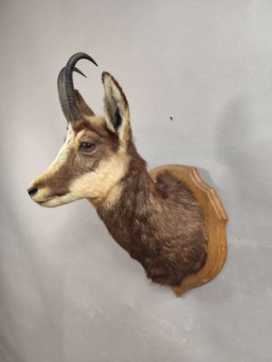 une antilope empaillée accrochée au mur d'une pièce