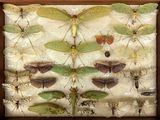 a picture of a display of insects in a wooden frame