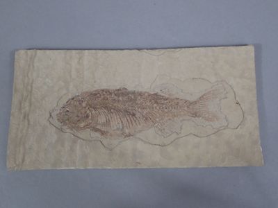 Fossile de poisson (Dapalis macrurus), probablement du Gisem…