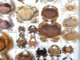 many different types of crabs displayed in a box