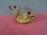 a small fish that is sitting on a pink surface