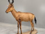 statue d'une antilope posée sur un socle en bois, sur fond gris