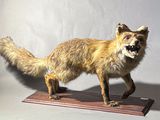 un faux renard posé sur un socle en bois