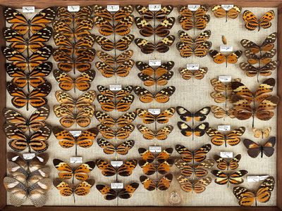 many different types of butterflies on display in a wooden frame