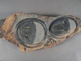 a stone with two buttons on it sitting on a table