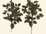 two different types of leaves on a white background