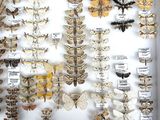 many different types of moths displayed in a white frame